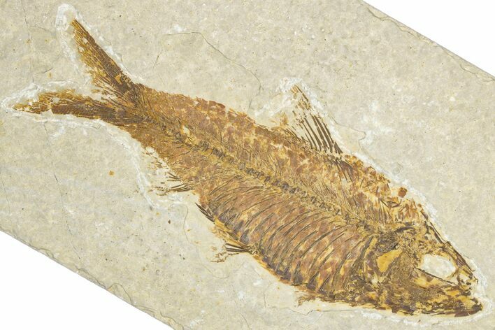 Detailed Fossil Fish (Knightia) - Wyoming #348054